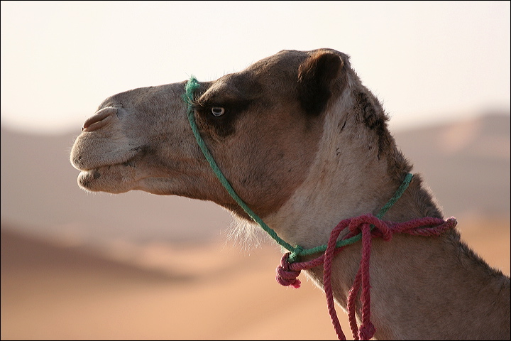 1395-_dune_di_merzouga.jpg